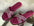 Jimmy Choo Pearl Slippers