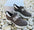 Shoes #001